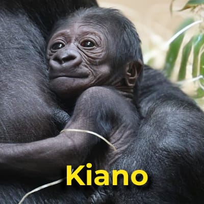 kiano the gorilla