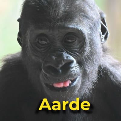 Aarde the gorilla
