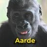 Aarde the gorilla