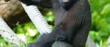 Ajabu the gorilla (Rotterdam Zoo)