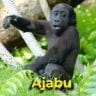 Ajabu the gorilla (Rotterdam Zoo)