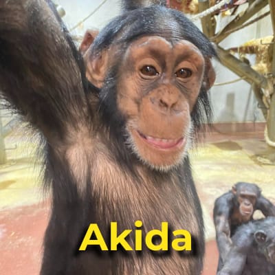 Akida the chimpanzee
