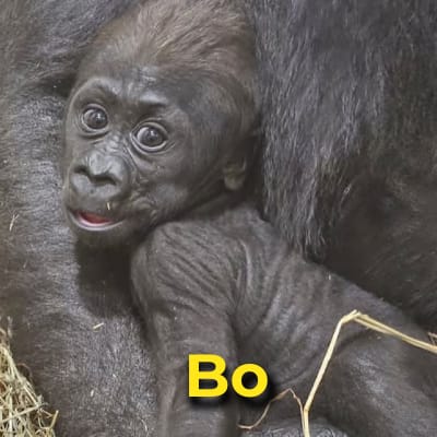 Bo the gorilla