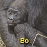 Bo the gorilla
