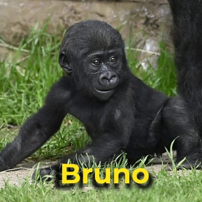 Bruno the gorilla