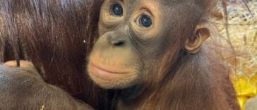 Clementine the orangutan