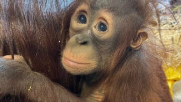 Clementine the orangutan