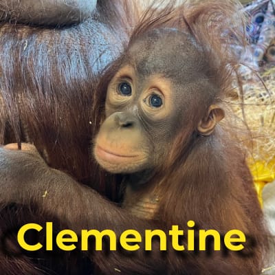 Clementine the orangutan