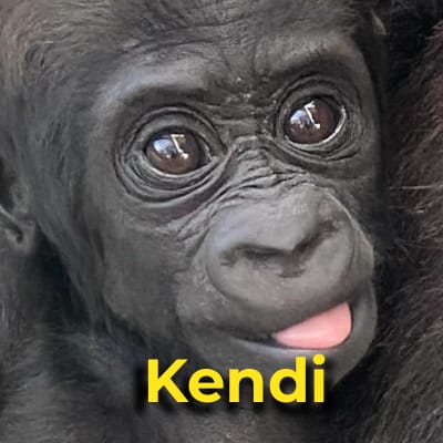 Kendi the gorilla