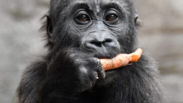 Kibo the gorilla