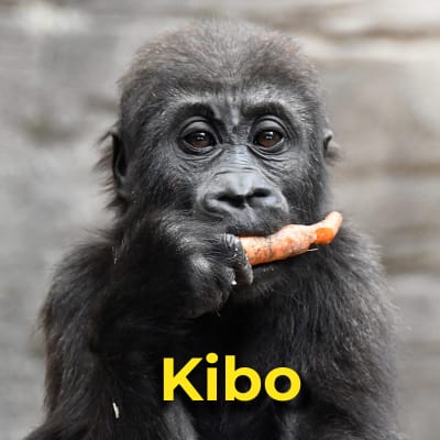 Kibo the gorilla