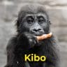 Kibo the gorilla