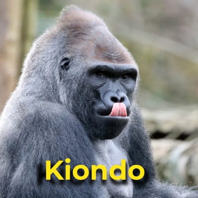 Kiondo the gorilla