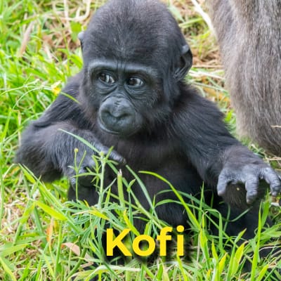 Kofi the gorilla