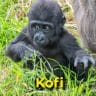 Kofi the gorilla