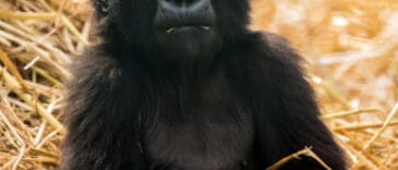 Kumbi the gorilla