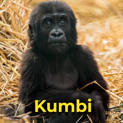 Kumbi the gorilla