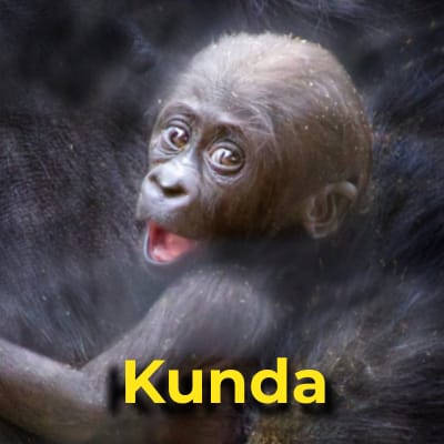 Kunda the gorilla