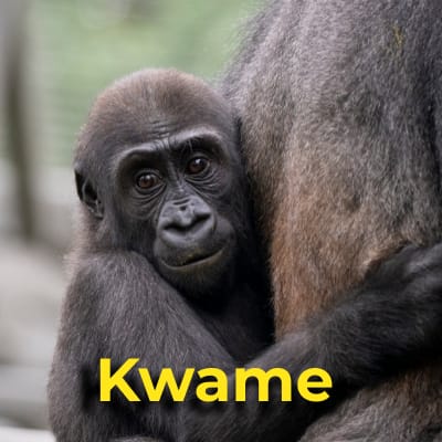 Kwame the gorilla
