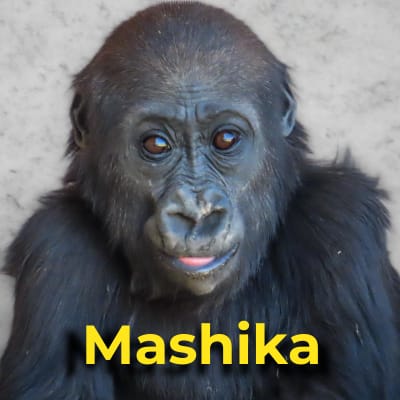 Mashika the gorilla