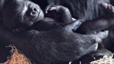 Mboka Jo the gorilla