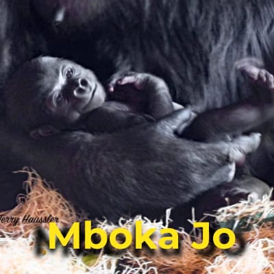 Mboka Jo the gorilla