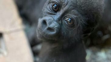 Okabe the gorilla