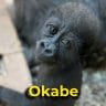 Okabe the gorilla