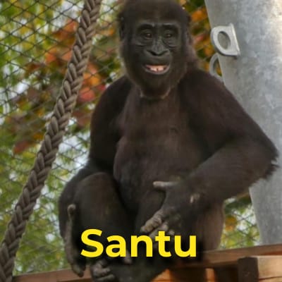 Santu the gorilla