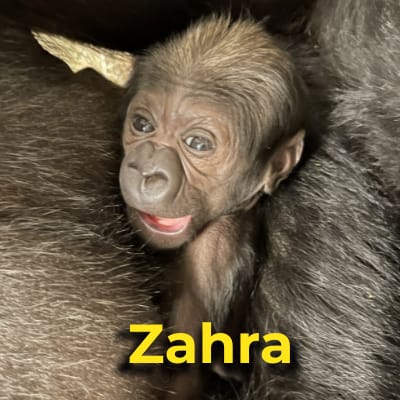 Zahra the gorilla