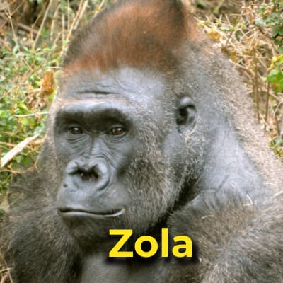Zola the gorilla