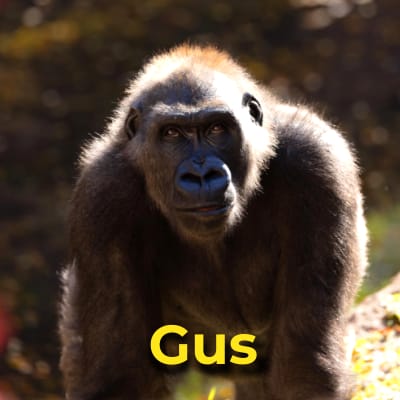 Gus the gorilla