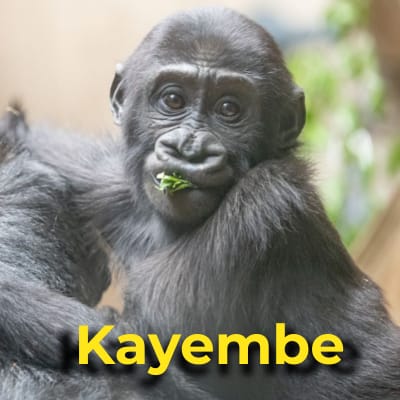 Kayembe the gorilla