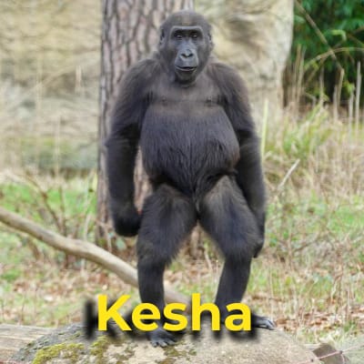 Kesha the gorilla
