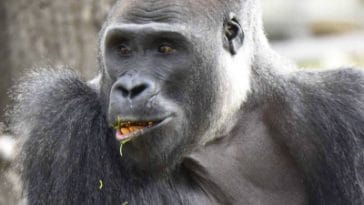 Kisumu the gorilla