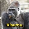 Kisumu the gorilla