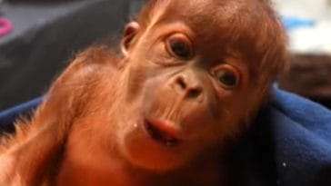 Ruhana the orangutan