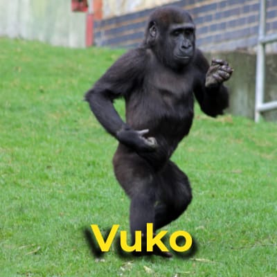 Vuko the gorilla