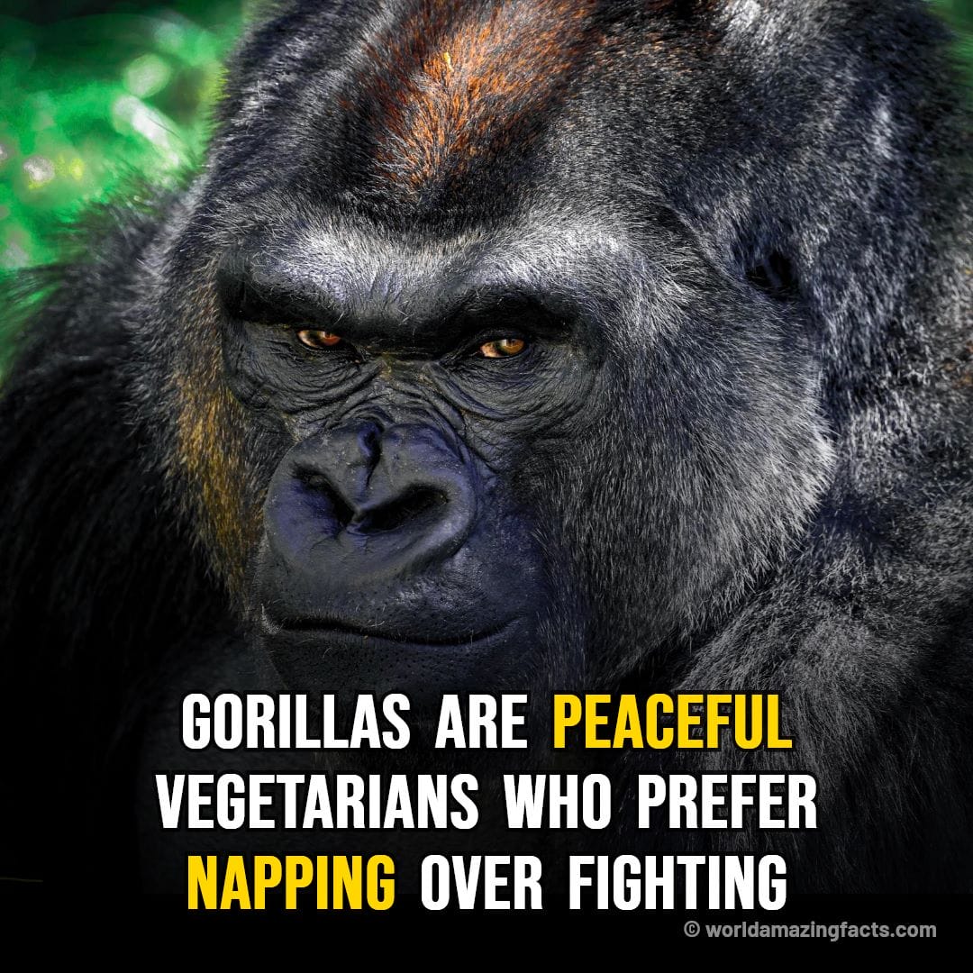 Are Gorillas Aggressive or Peaceful?