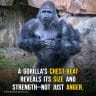 Do Gorillas Really Beat Their Chests When They Are Angry?