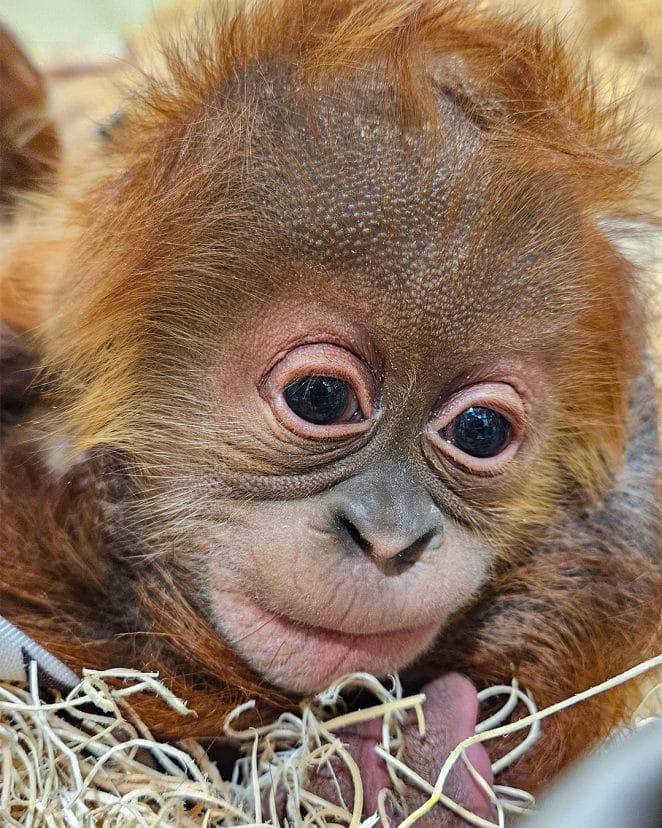 Baby orangutan Raya playing at Fort Wayne Children's Zoo