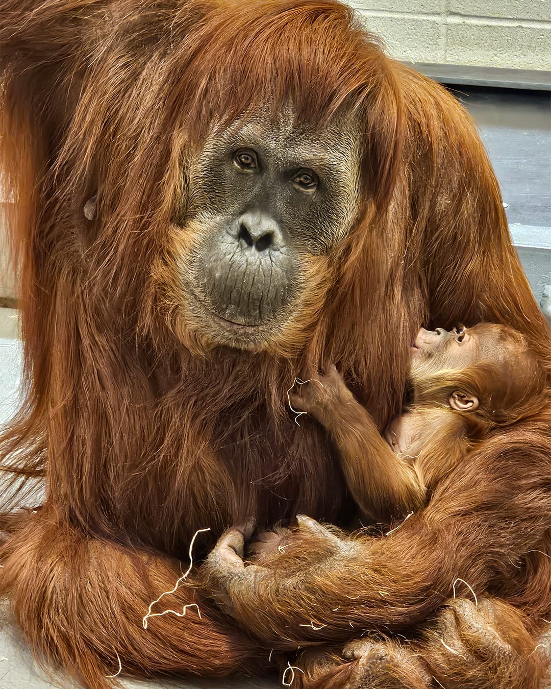 Baby orangutan Raya with mother Tara at Fort Wayne Children's Zoo