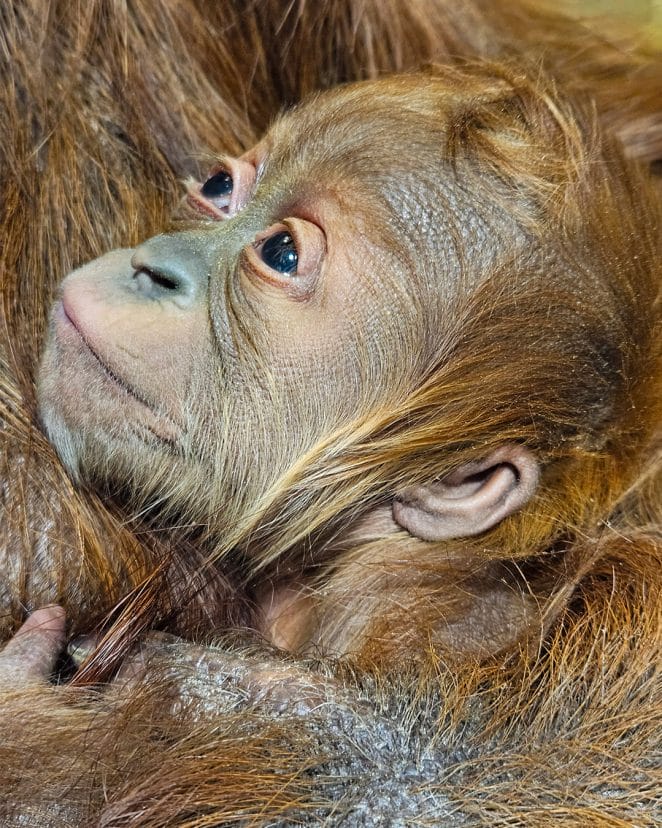 Baby orangutan Raya cuddling with Tara at Fort Wayne Children's Zoo