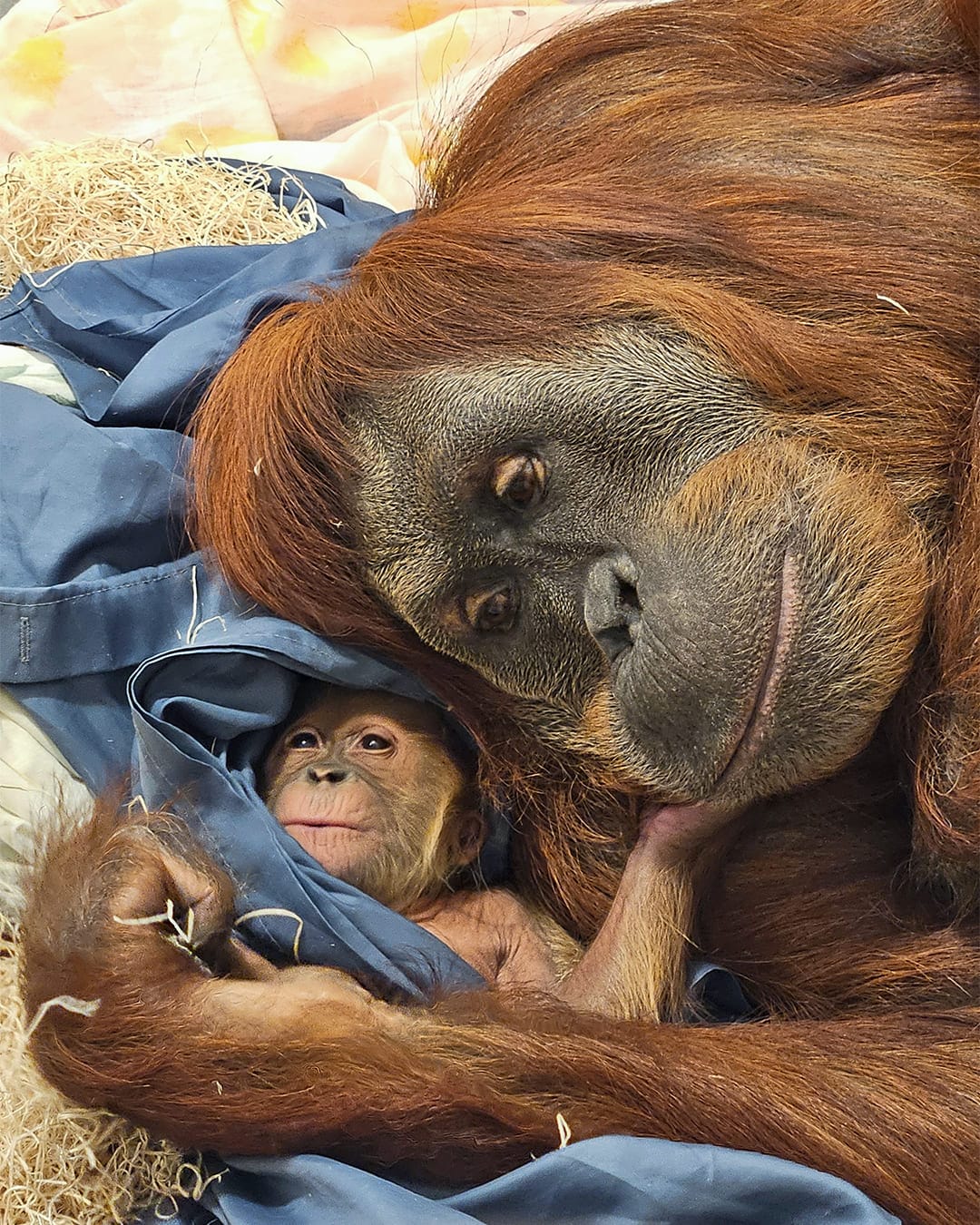 Tara giving birth to baby orangutan Raya at Fort Wayne Children's Zoo