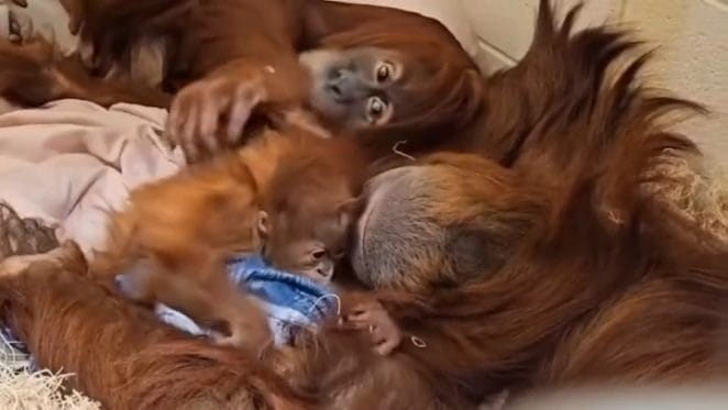 Baby orangutan Raya meets big sister Asmara