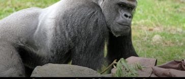 Why Do Silverback Gorillas Have Silver Hair on Their Backs?