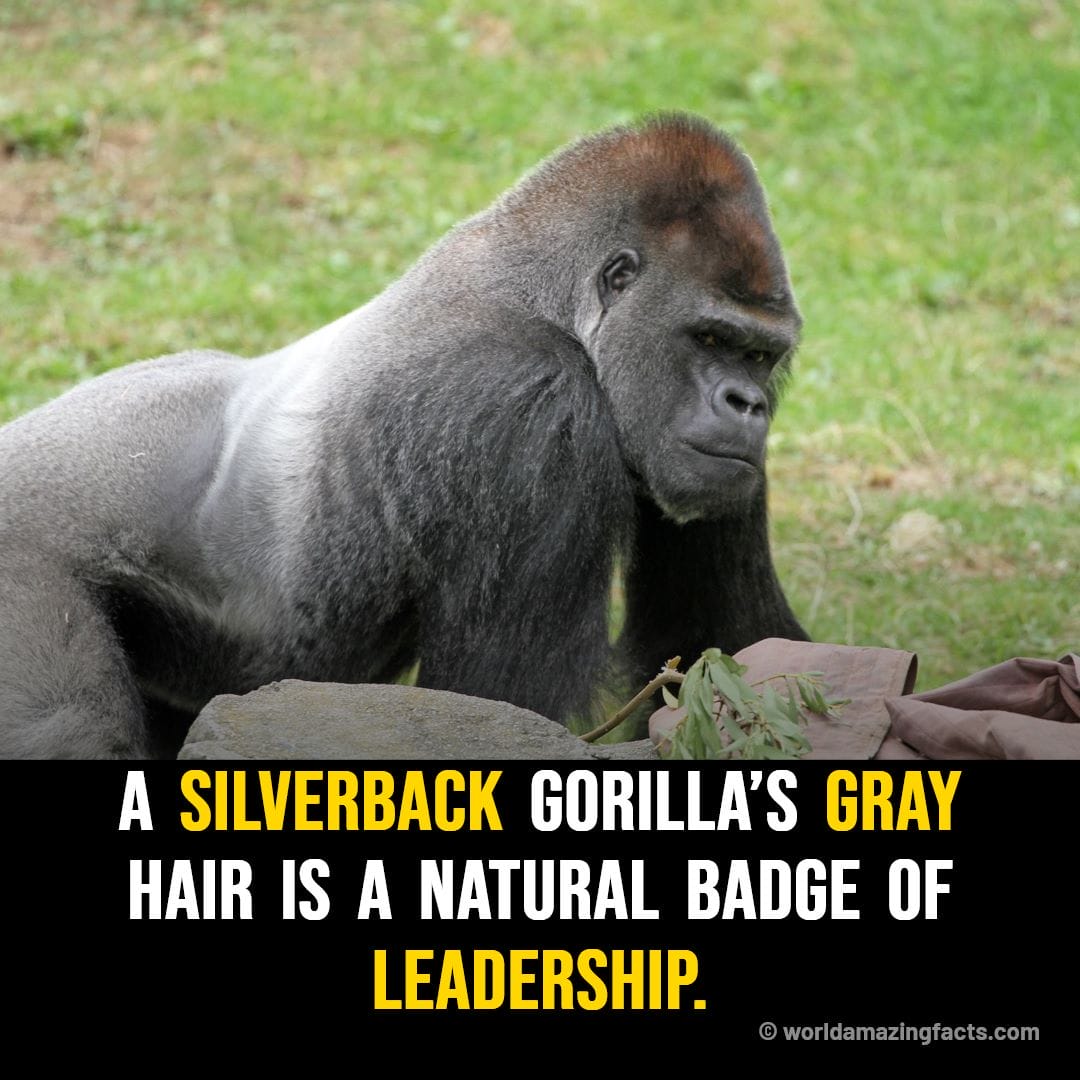 Why Do Silverback Gorillas Have Silver Hair on Their Backs?