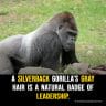 Why Do Silverback Gorillas Have Silver Hair on Their Backs?