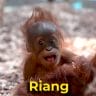 Riang the orangutan